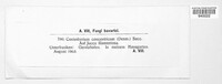 Coniothyrium concentricum image